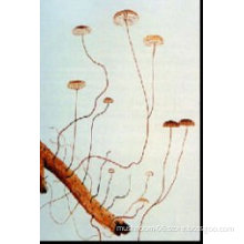 Marasmius androsaceus extract; OEM(capsule and instant tea) manufacturers